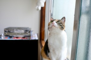 かわいくて仕方がない