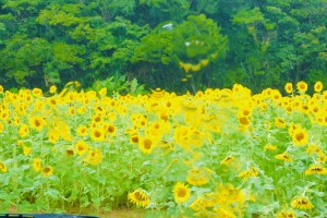 ひまわり畑