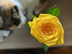 IMG_0517
