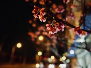 IMG_1651