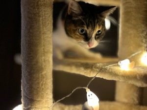 IMG_0070
