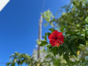 IMG_2987