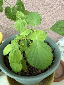 11.10プランター