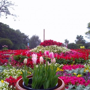 おみくじの呪縛そしてお弁当屋さん