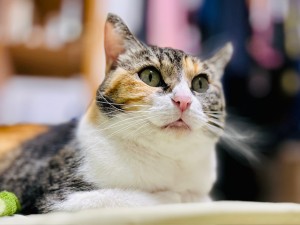 ネットリテラシーの話