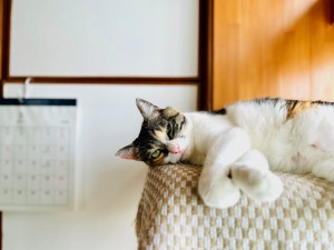 IMG_4206