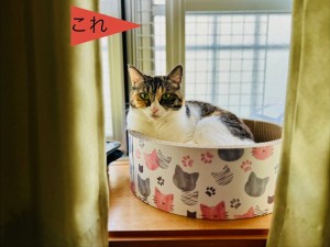 猫のすむ部屋