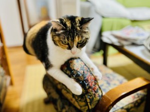IMG_4228