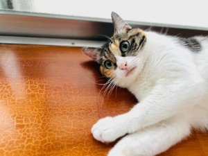 サッカーワールドカップ