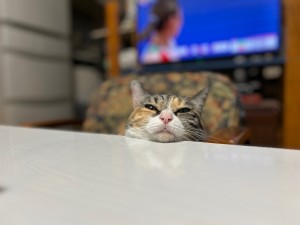 猫飼いあるある