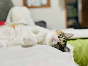 IMG_4538