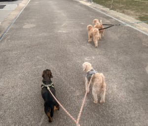 賑やかな散歩♪